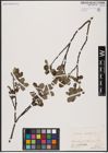 Foto von Salix aurita L.